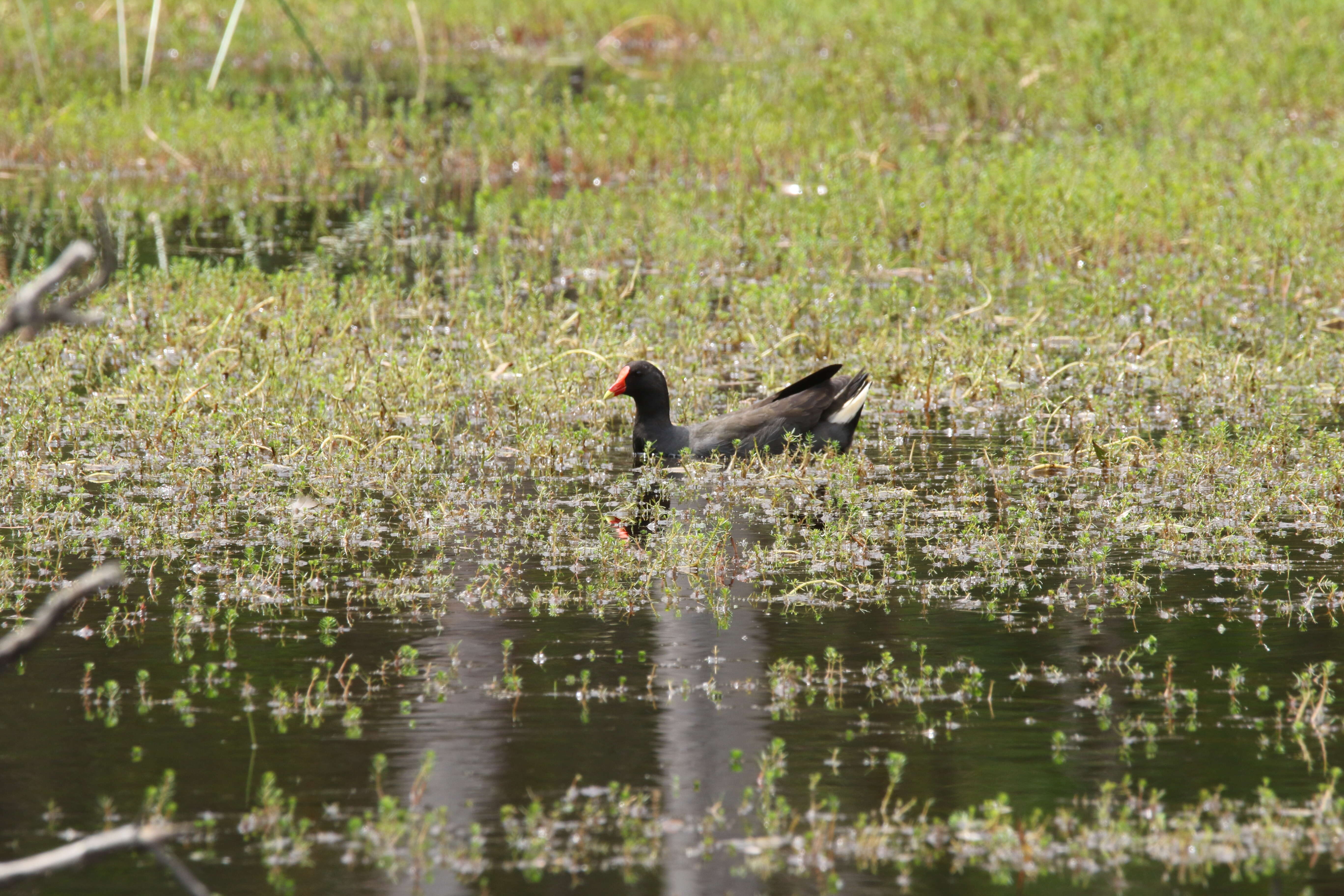 Plancia ëd Gallinula tenebrosa Gould 1846