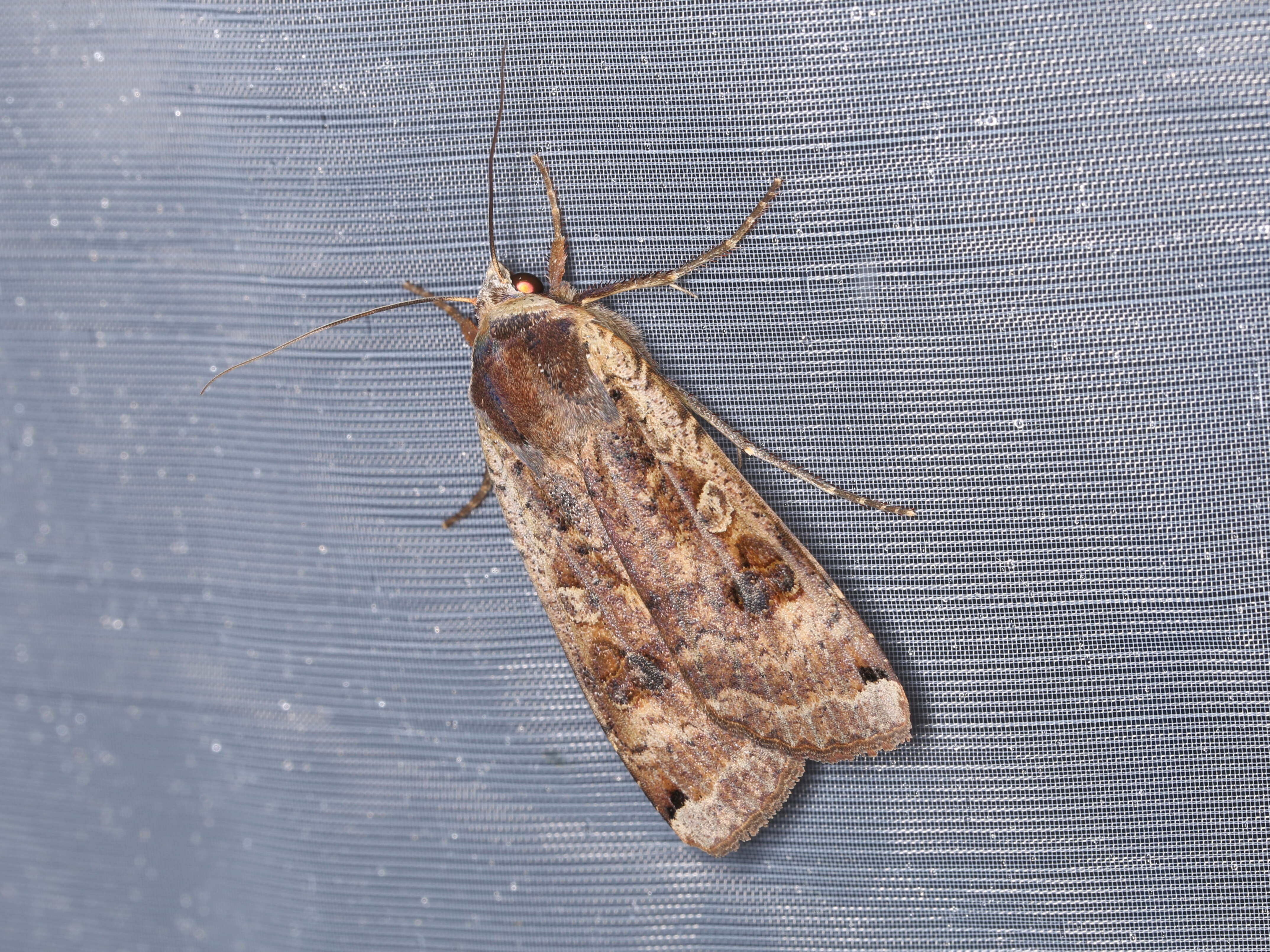 Image of Large Yellow Underwing