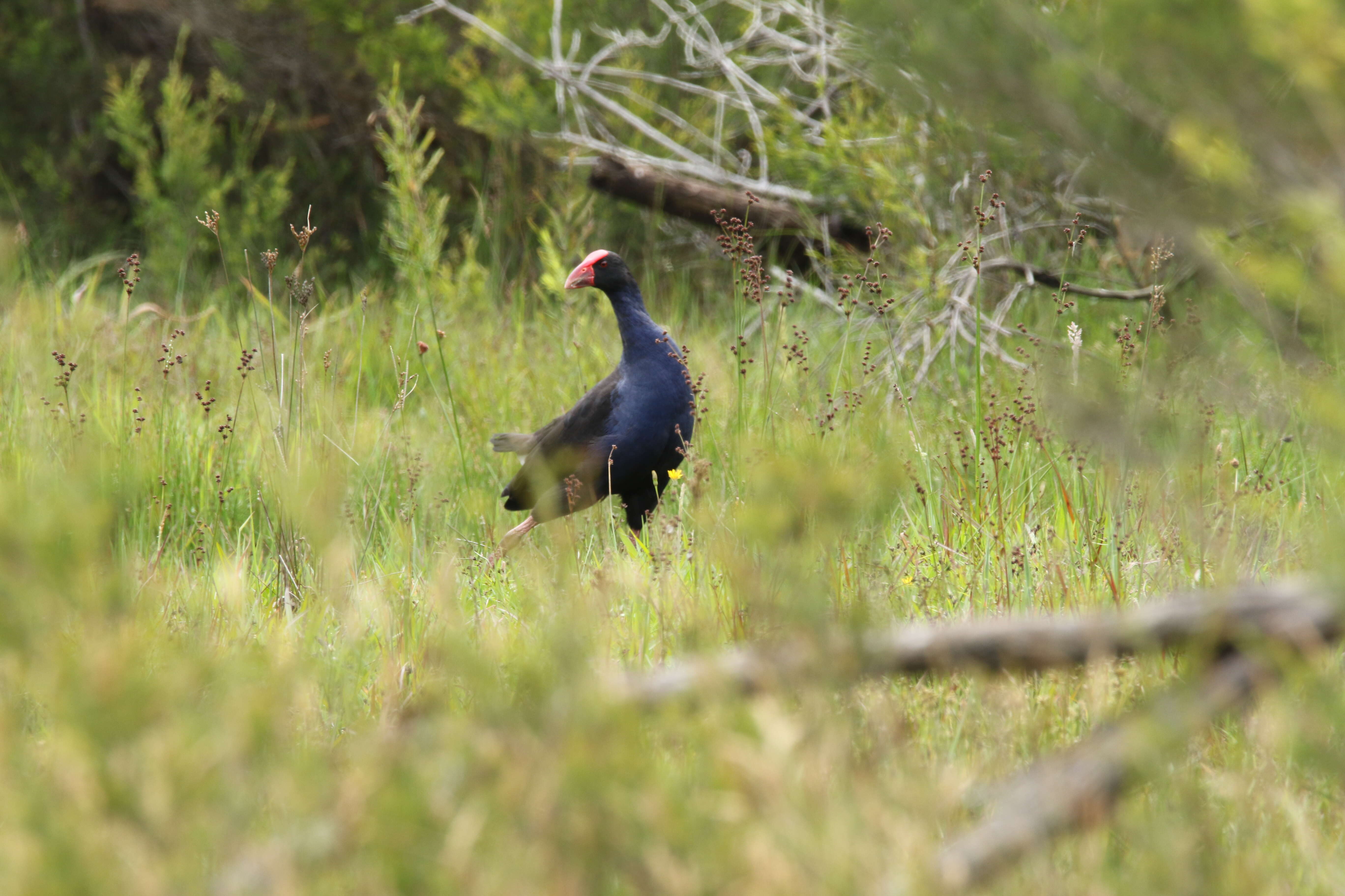 Image of Australasian Swamphen