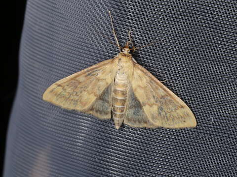 Image of European Corn Borer