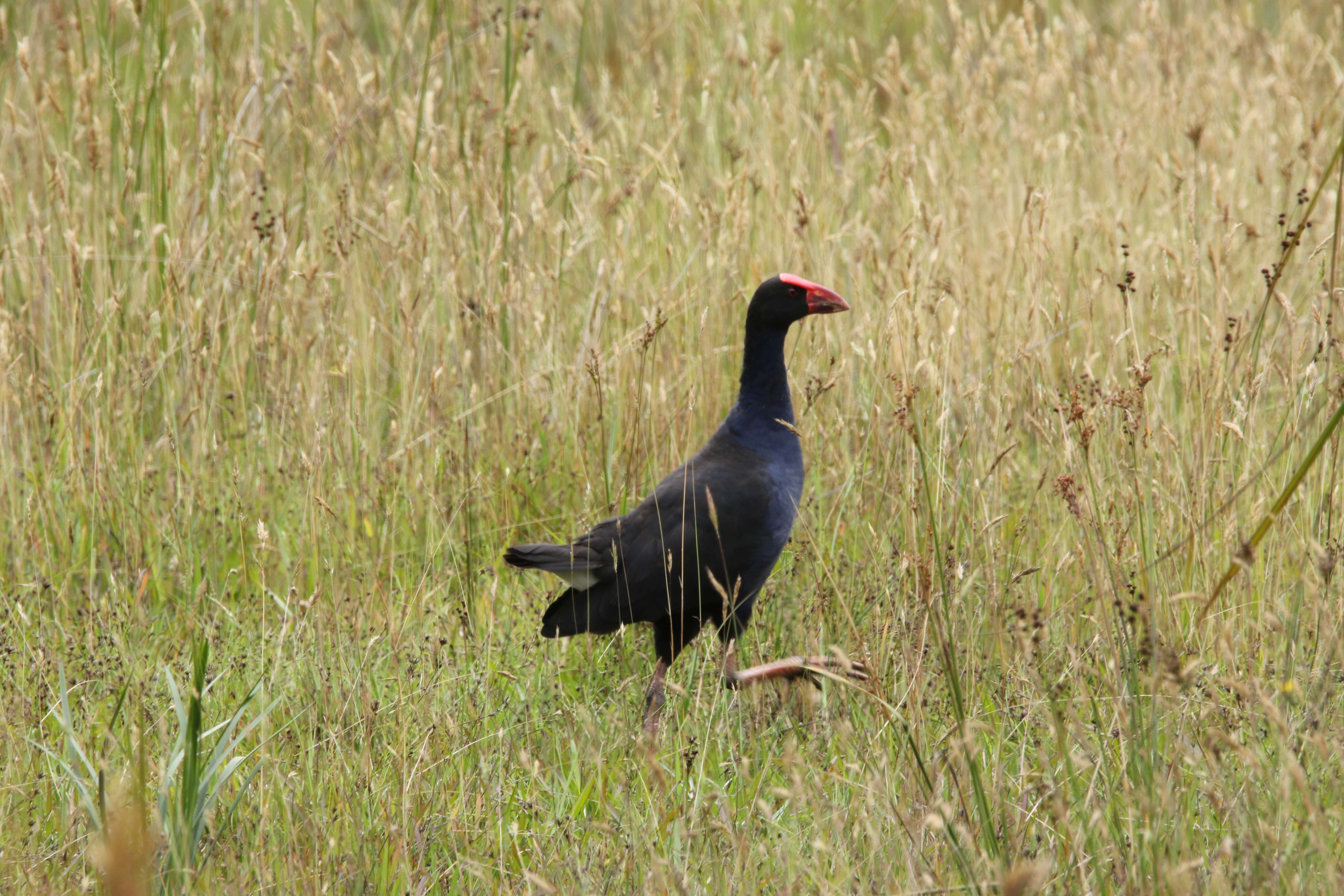 Image of Australasian Swamphen