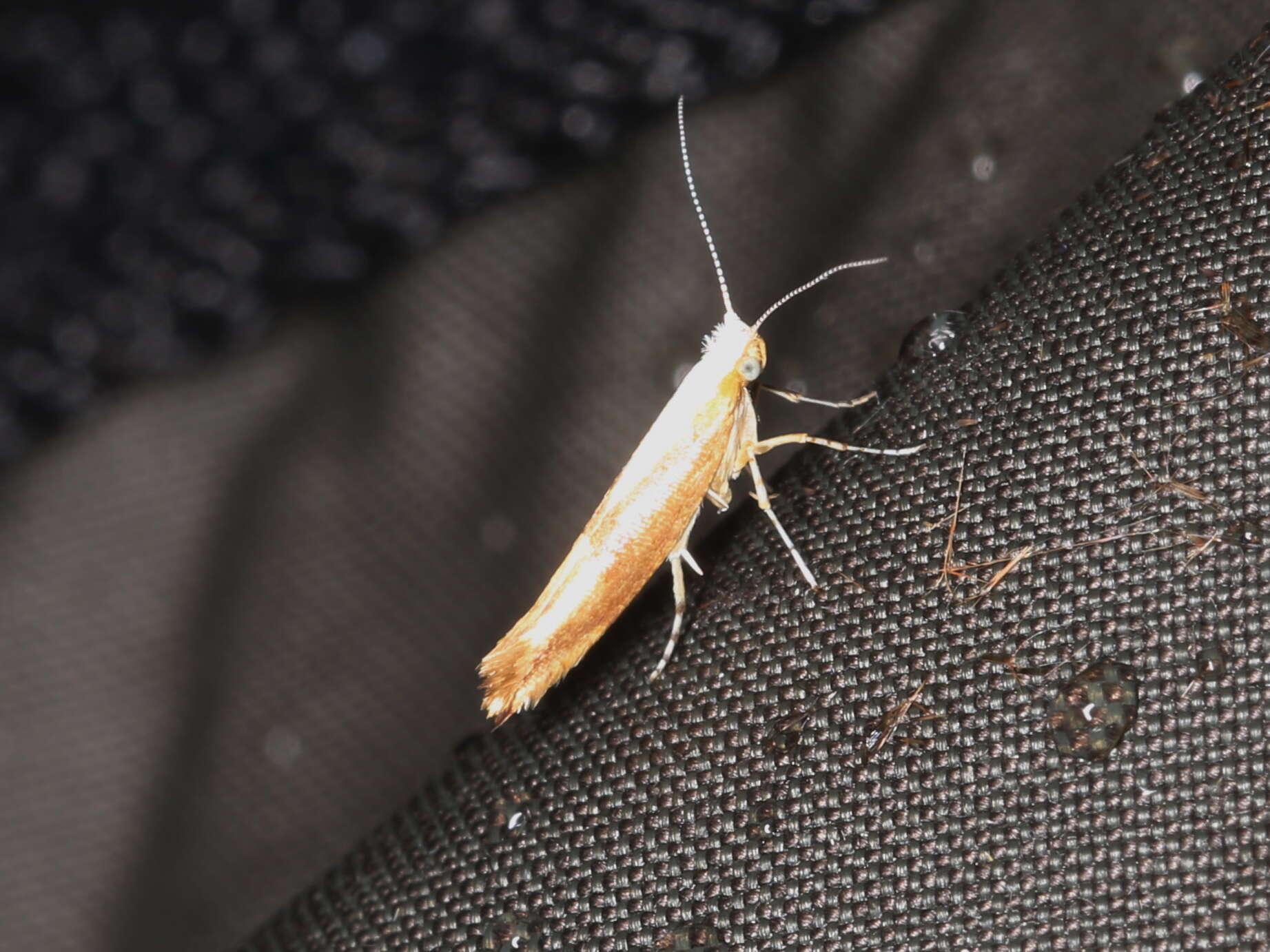 Imagem de Argyresthia albistria Haworth 1828