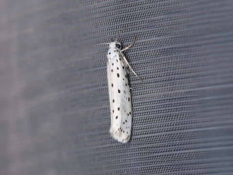 Image of Bird-cherry Ermine