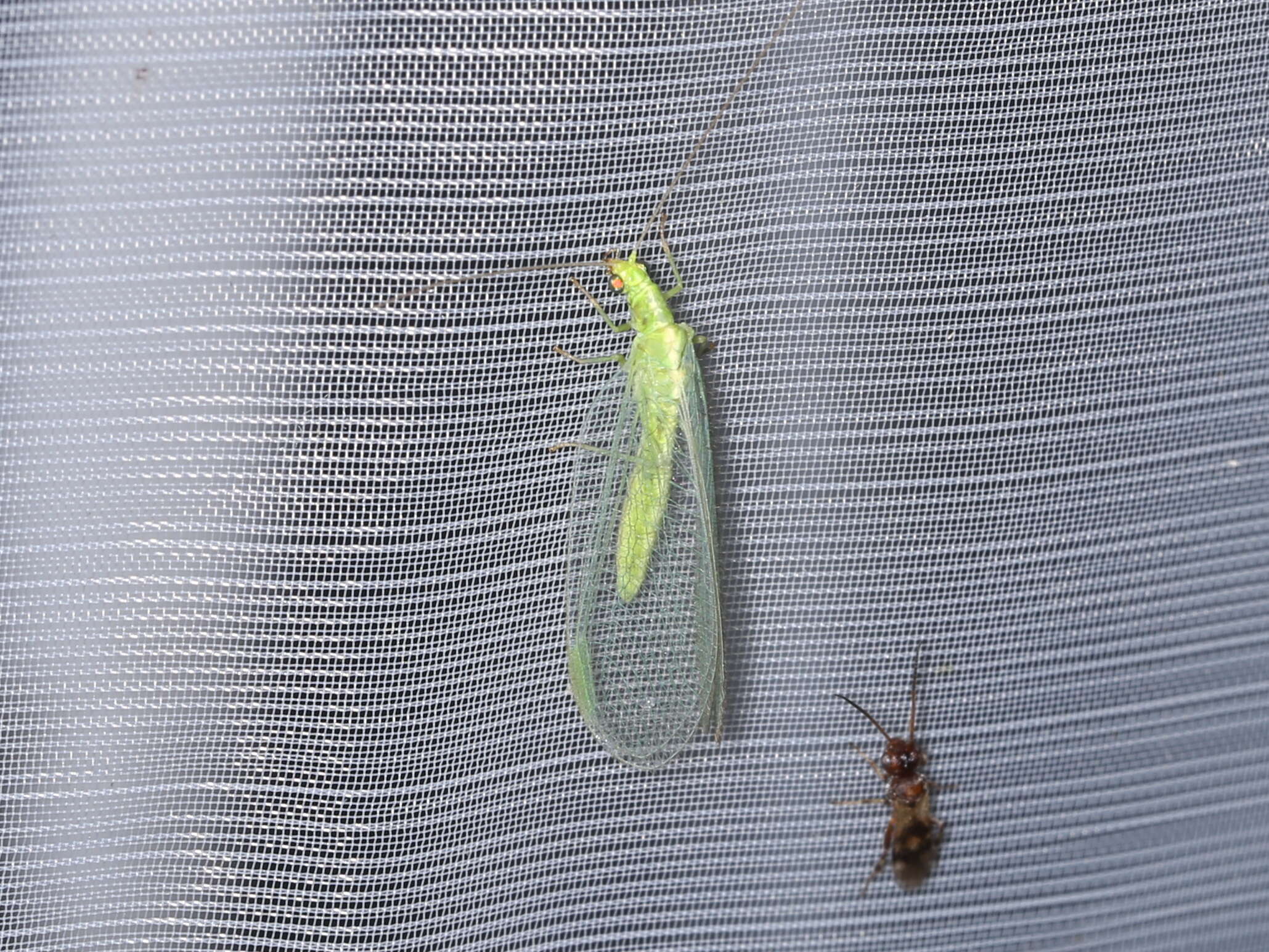 Image of Common green lacewing