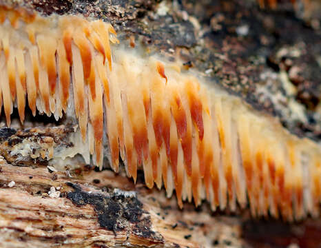 Image of Sarcodontia setosa (Pers.) Donk 1952