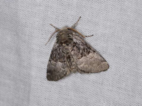 Image of nut-tree tussock