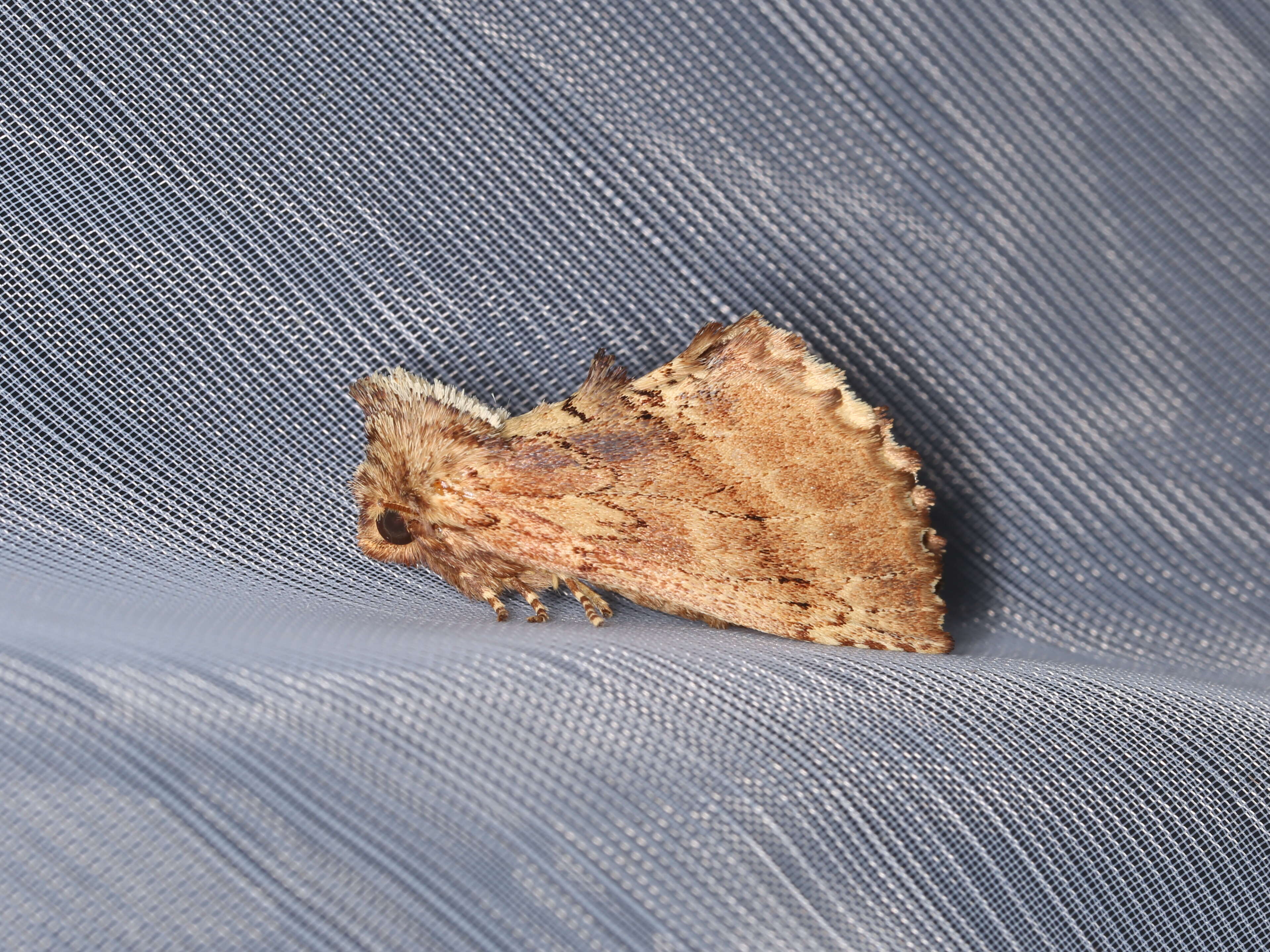 Image of Coxcomb Prominent