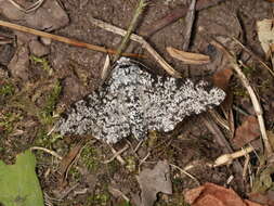 Image of peppered moth