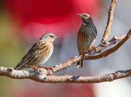 Image of Altai Accentor