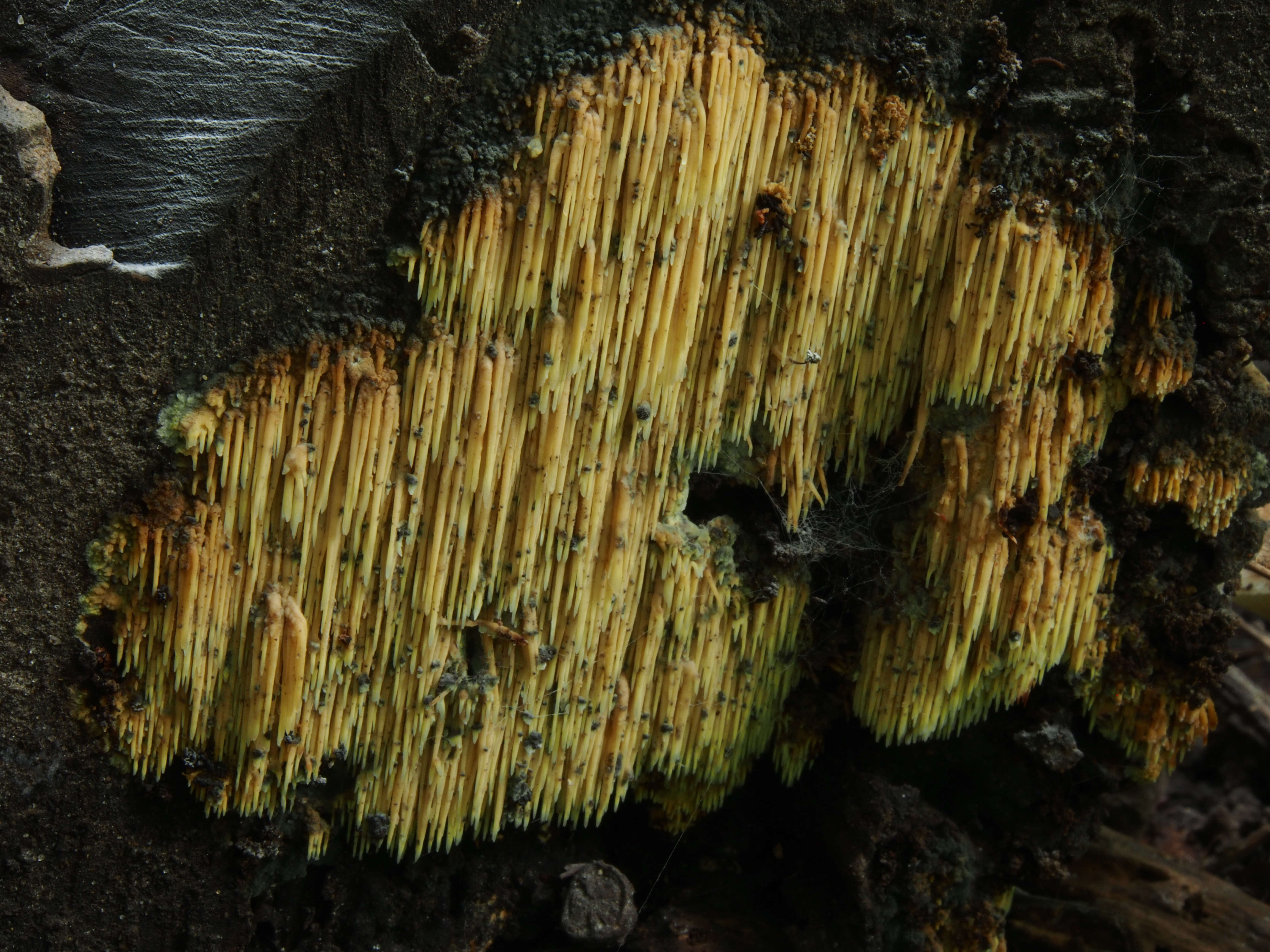 Image of Sarcodontia setosa (Pers.) Donk 1952