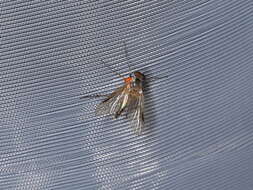 Image of Small Fleck-winged Snipe Fly