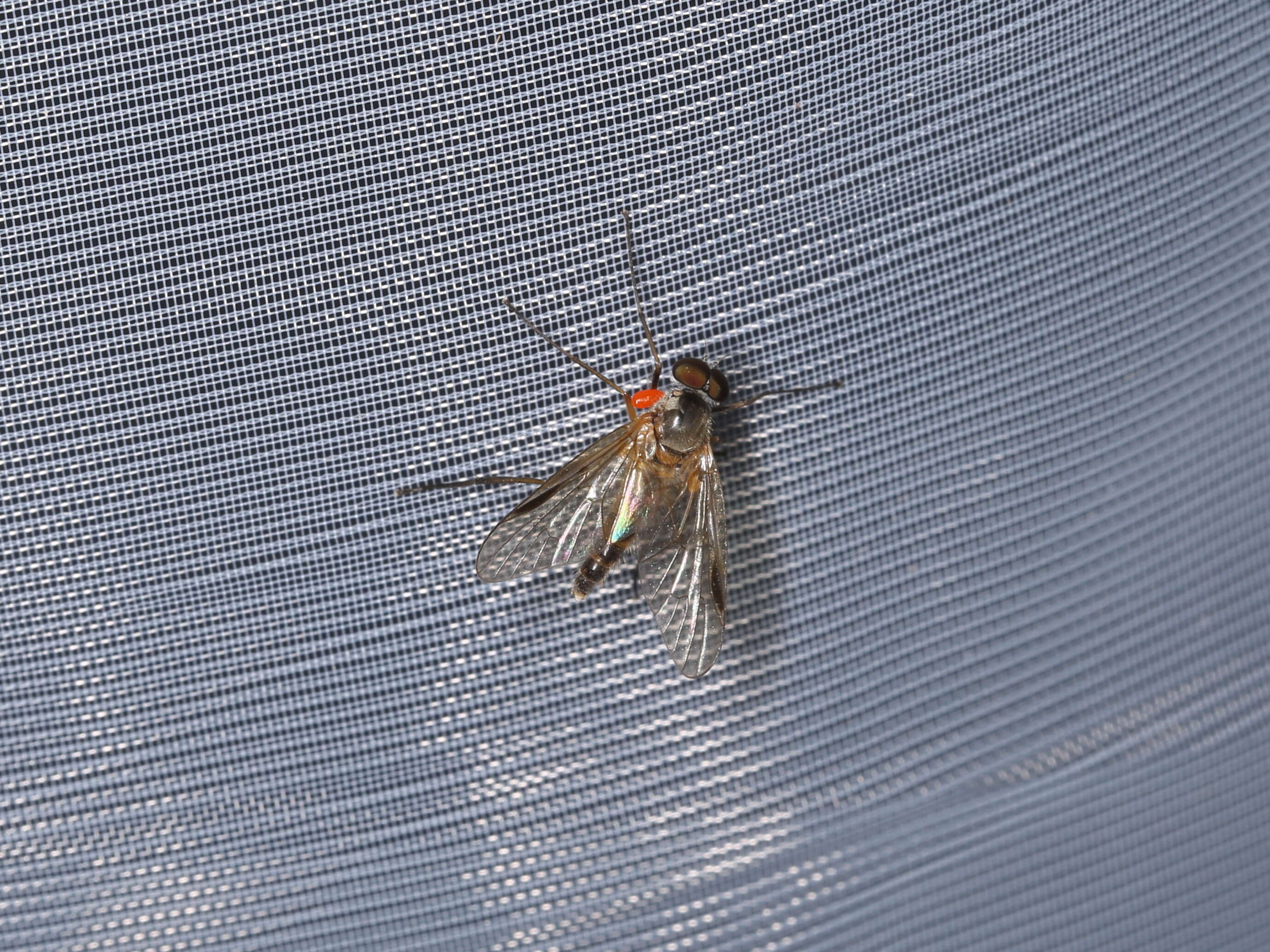 Image of Small Fleck-winged Snipe Fly