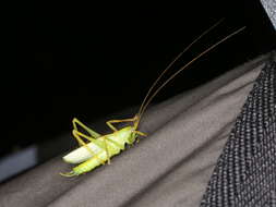 Image of Drumming Katydid