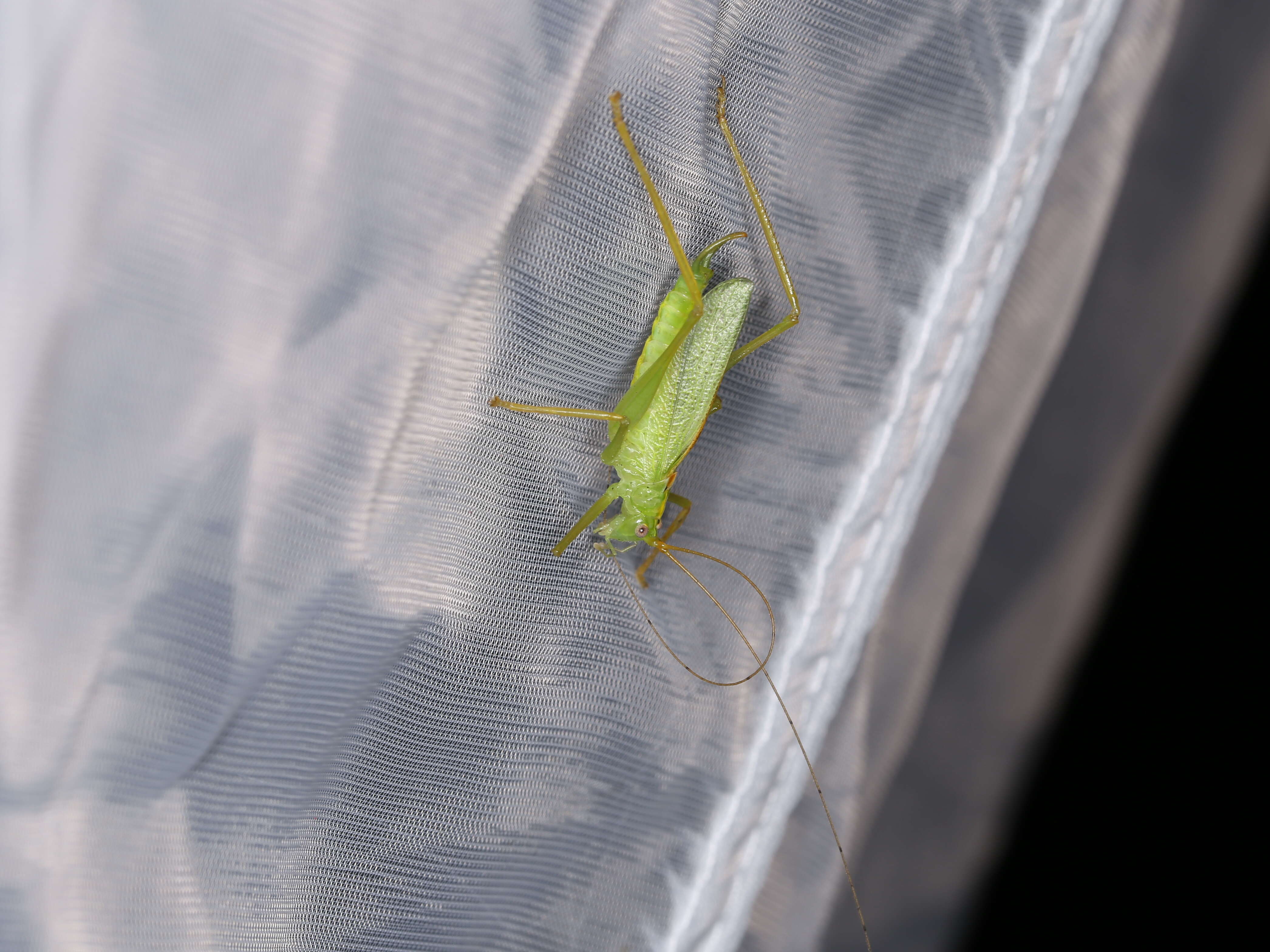 Image of Drumming Katydid