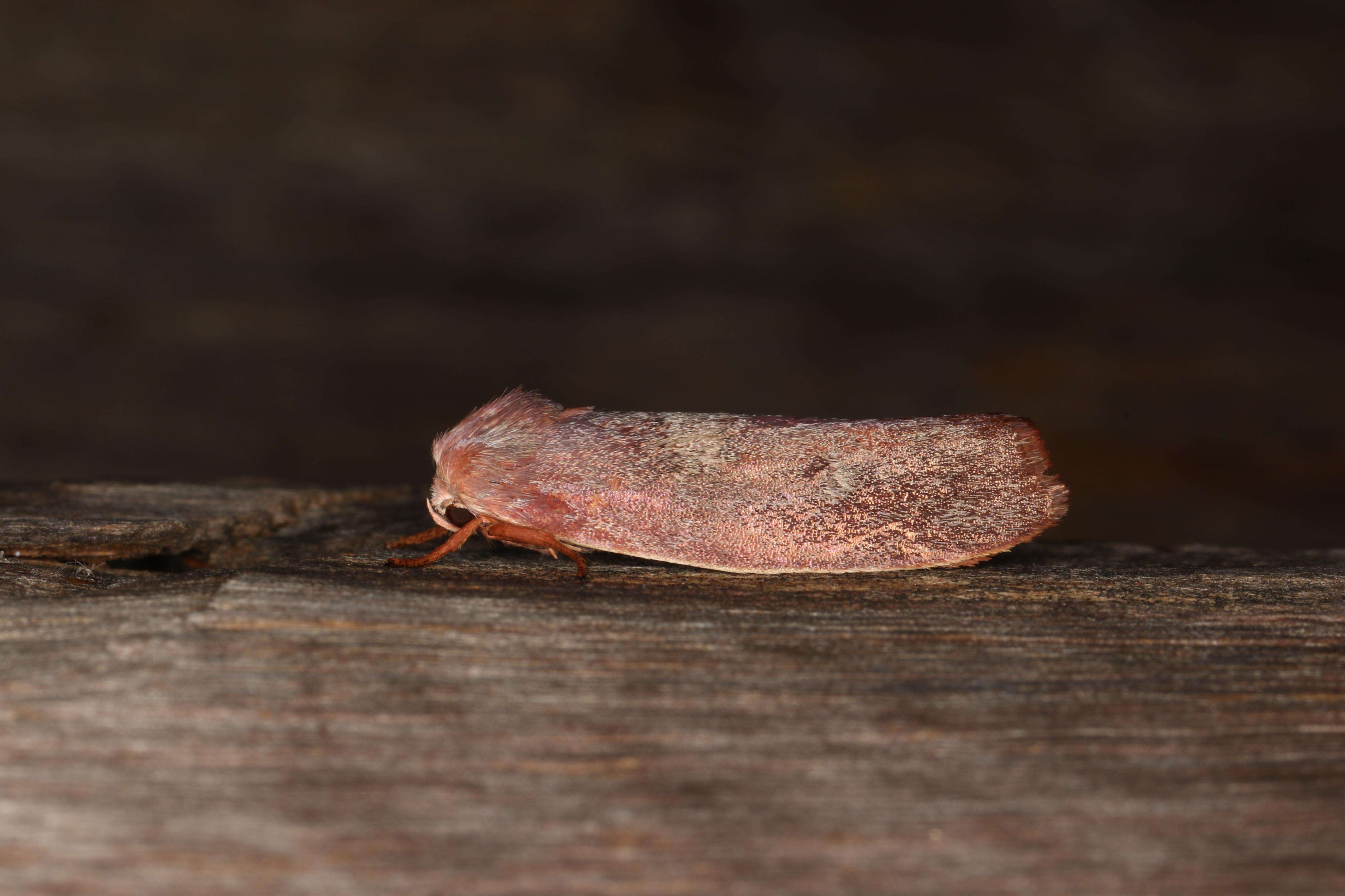 Image of Cryptophasa rubescens Lewin 1805