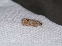 Image of codling moth