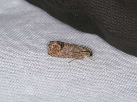 Image of codling moth