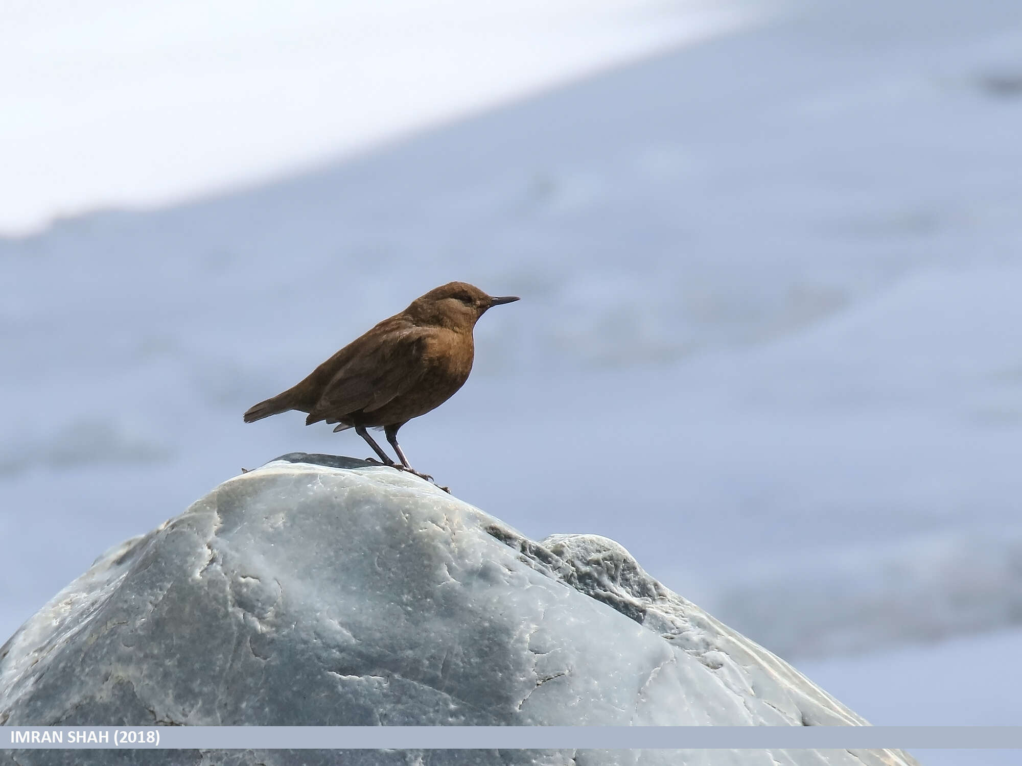 Image of Brown Dipper