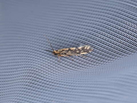 Image of Salt and Pepper Microcaddis