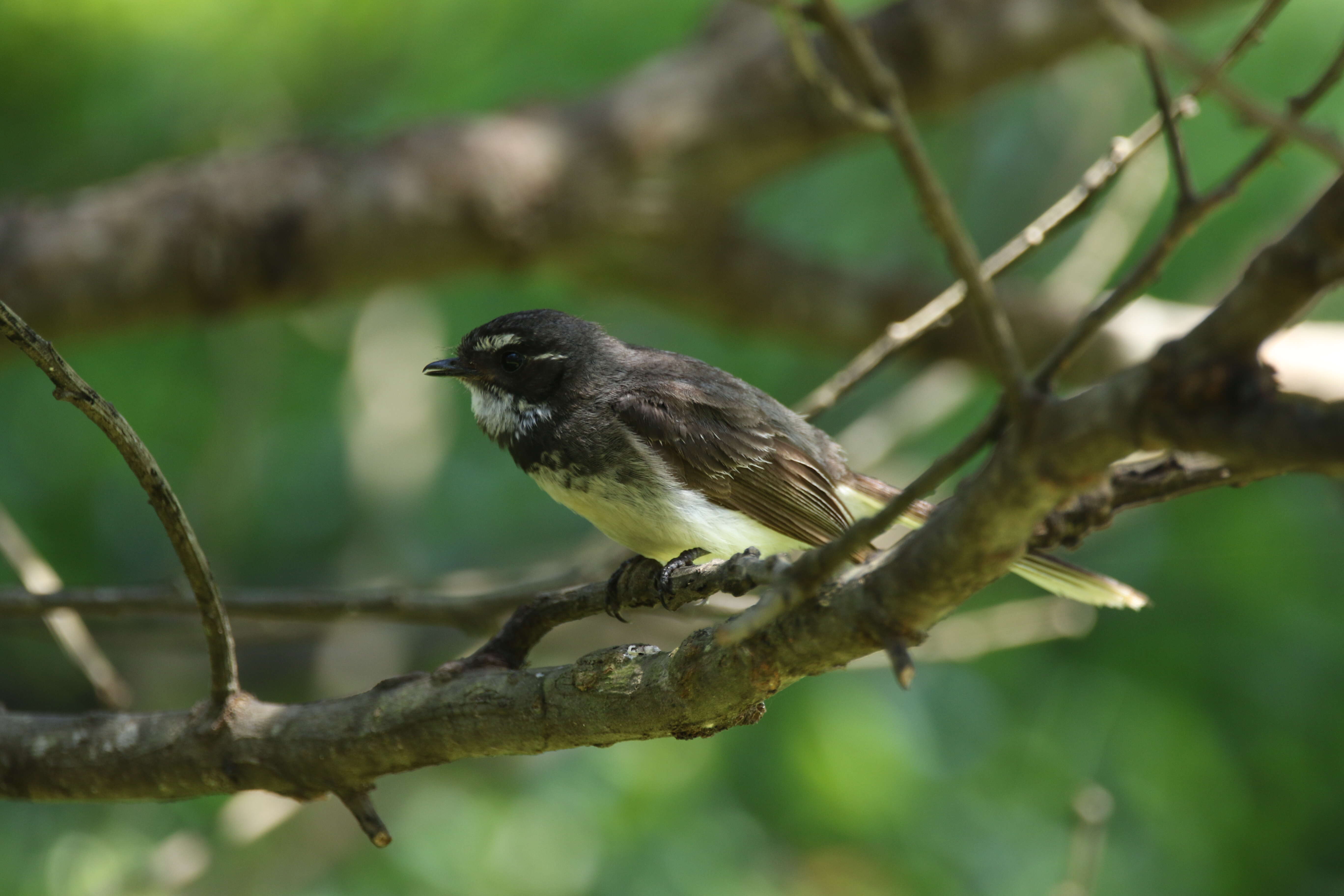 Image of Grey Fantail