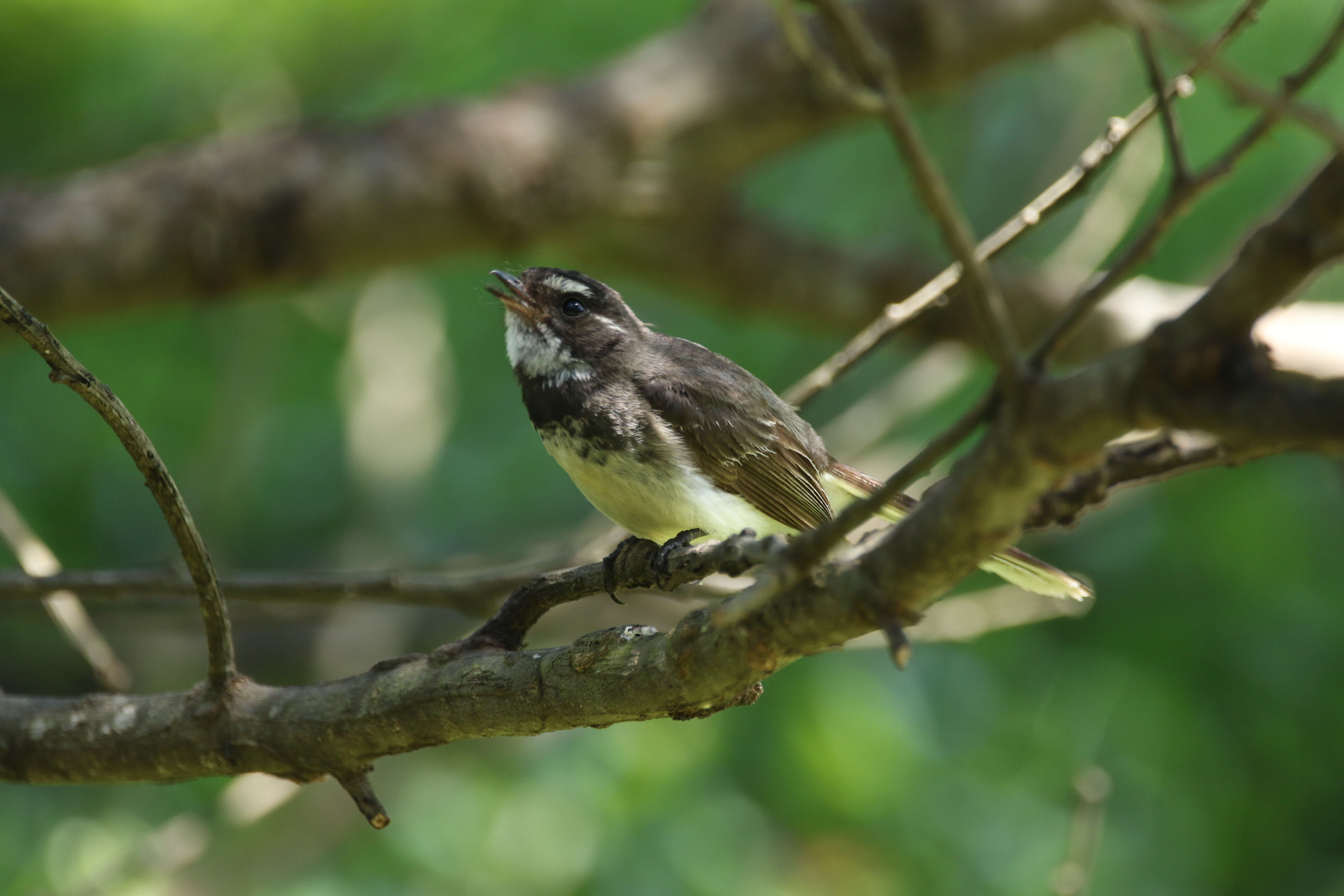 Image of Grey Fantail