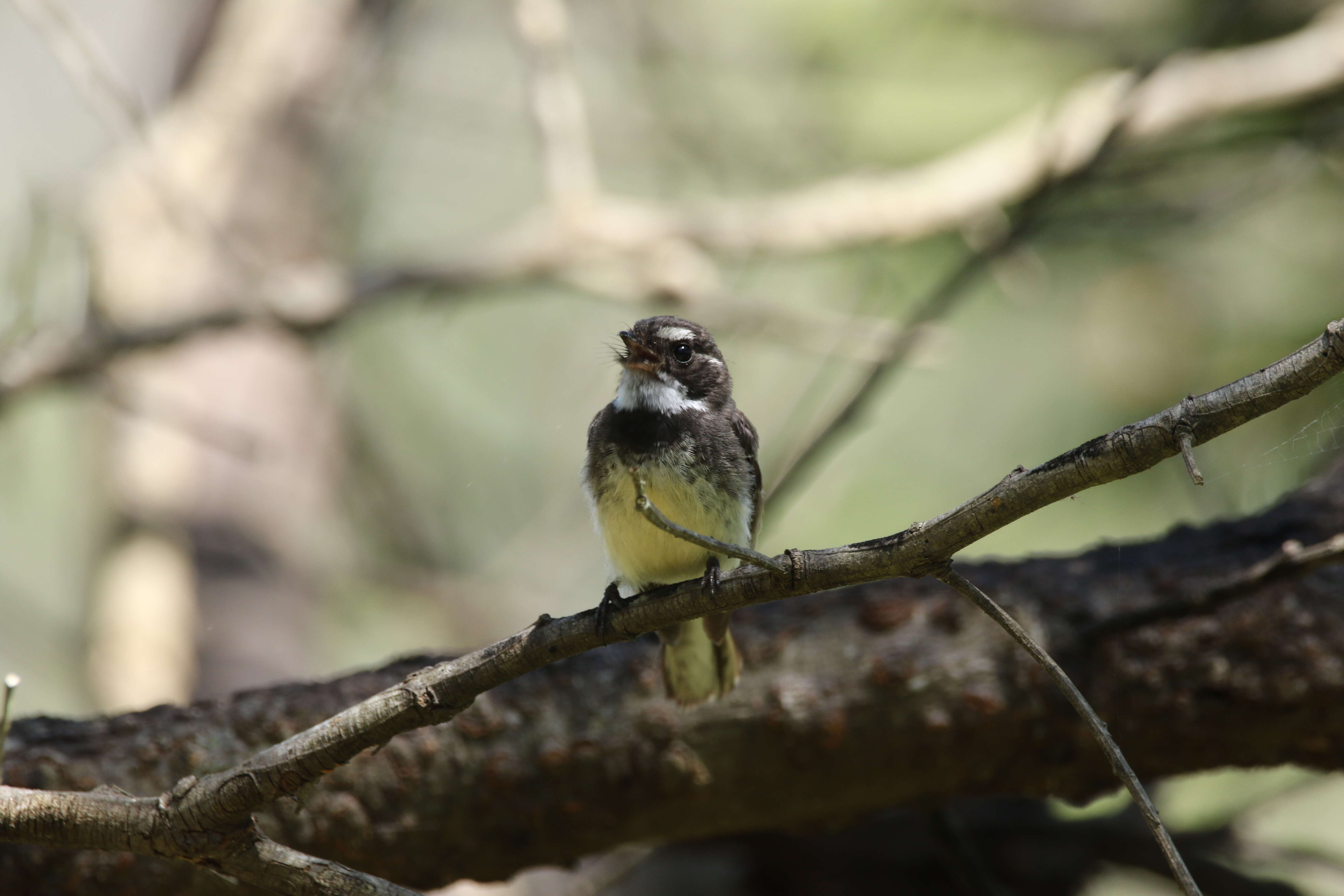 Image of Grey Fantail