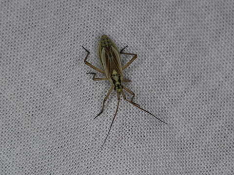 Image of Meadow Plant Bug