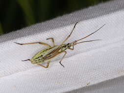 Image of Meadow Plant Bug