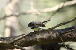 Image of Grey Fantail