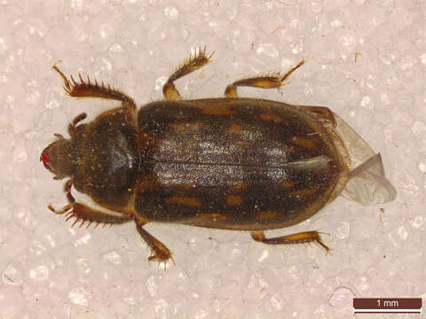 Image of Heterocerus fenestratus