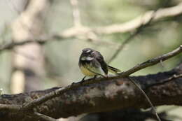 Image of Grey Fantail