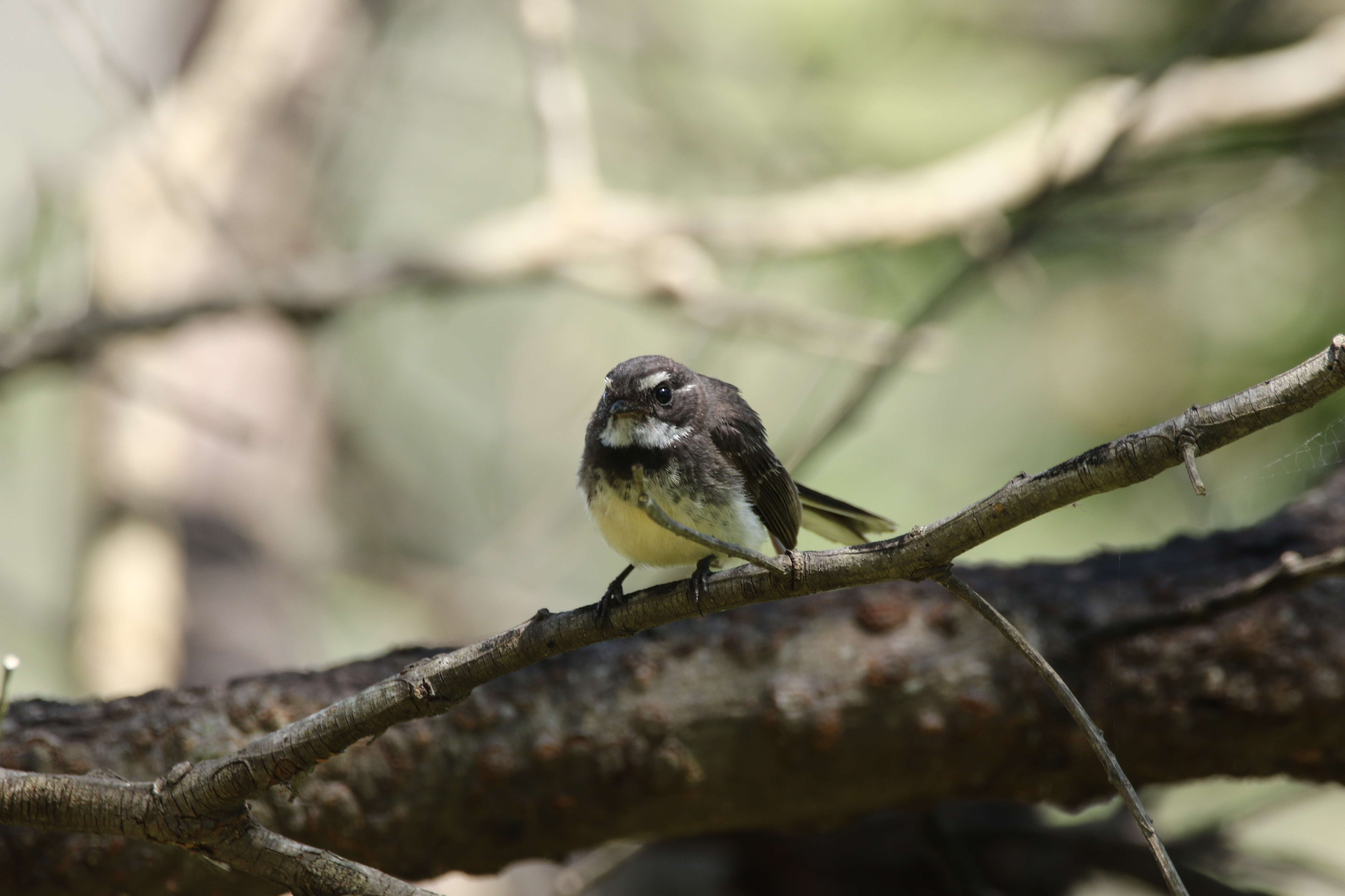 Image of Grey Fantail