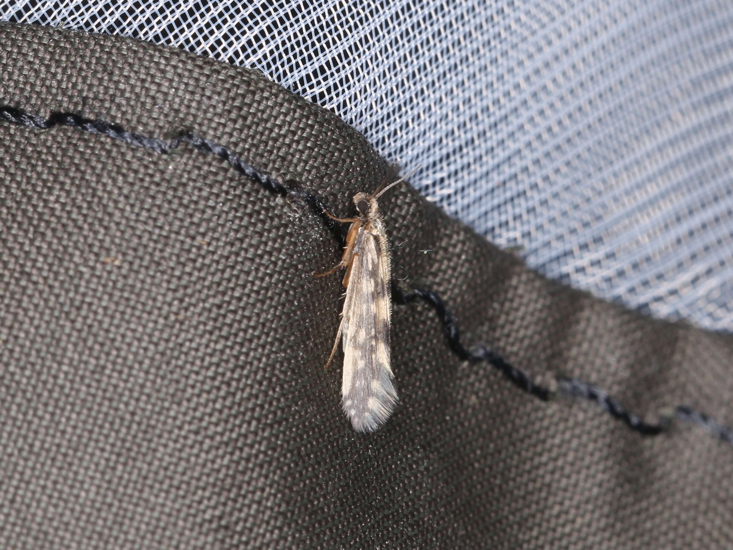 Image of Salt and Pepper Microcaddis