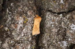 Image of V-lined Quaker Moth