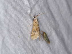 Image of Cabbage Webworm Moth