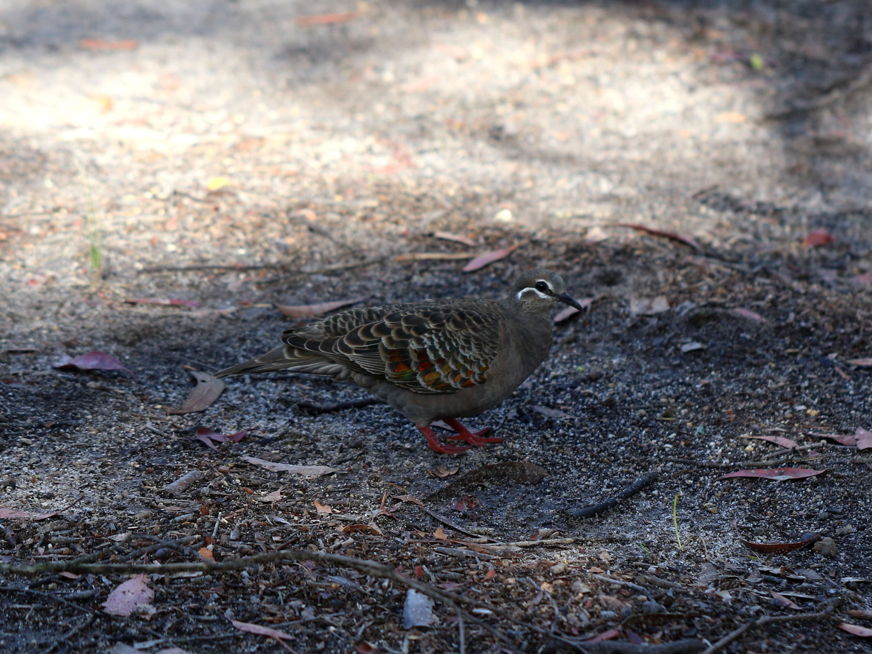 Image of Common Bronzewing