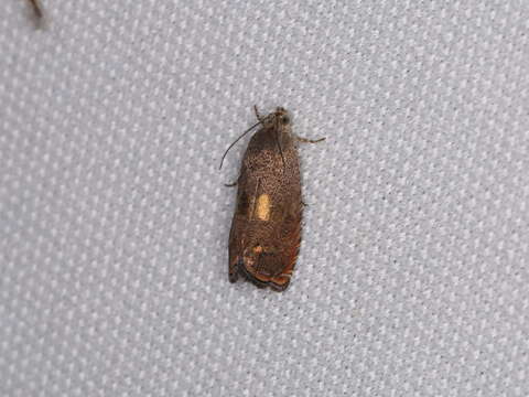 Image of Filbertworm Moth