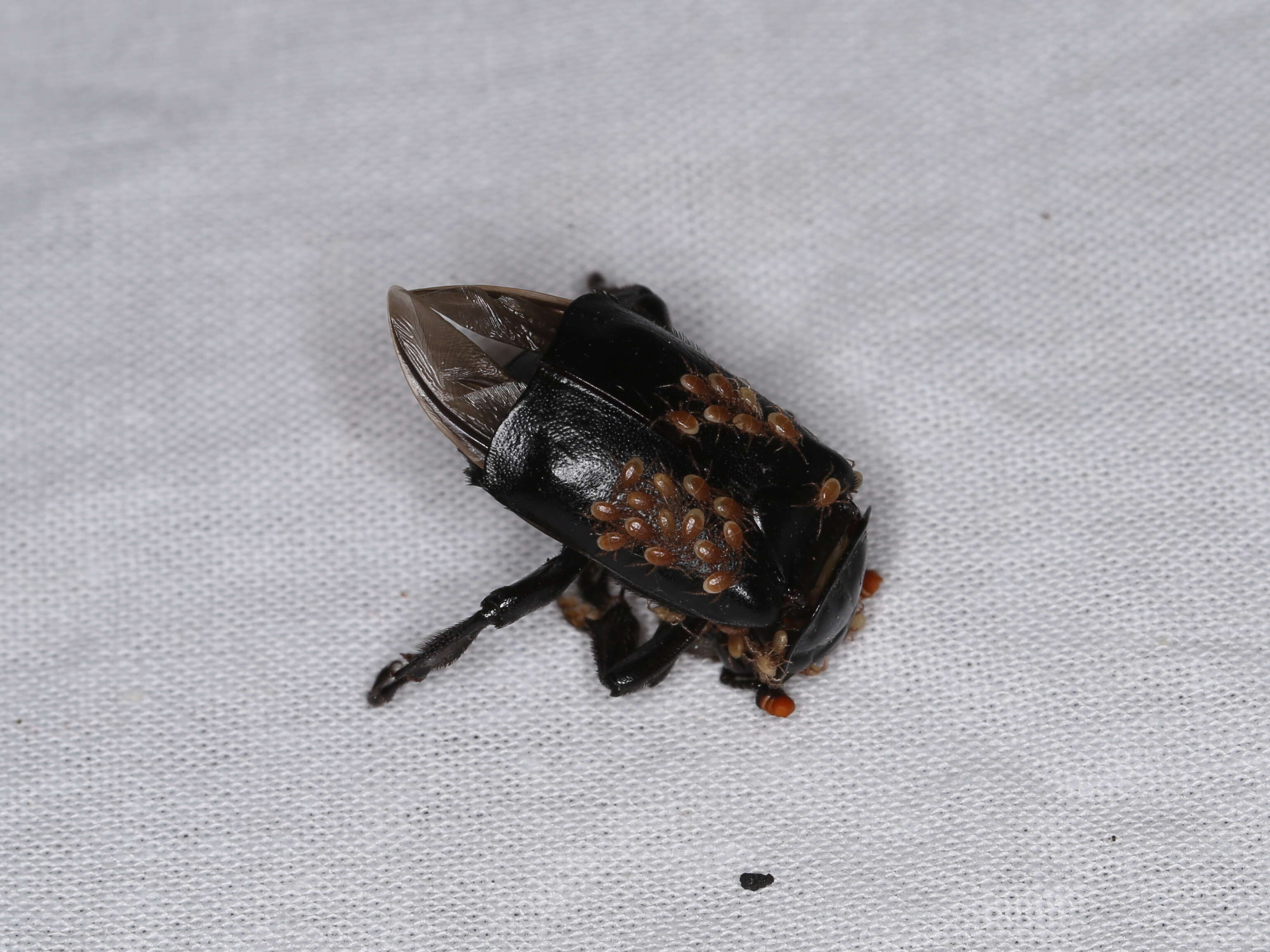 Image of Black Burying Beetle