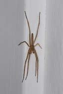 Image of Slender Crab Spiders