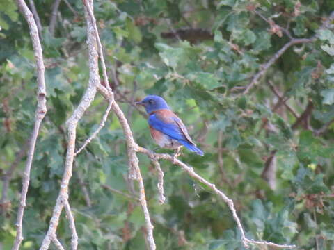 Image of Western Bluebird