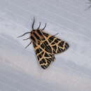 Image of Grammia ornata Packard 1864