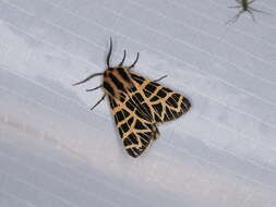 Image of Grammia ornata Packard 1864