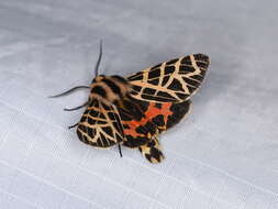 Image of Grammia ornata Packard 1864