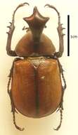 Image of Golofa claviger (Linnaeus 1771)