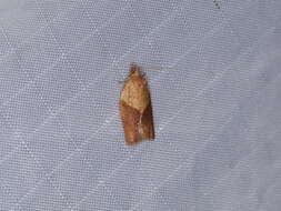 Image of Light brown apple moth