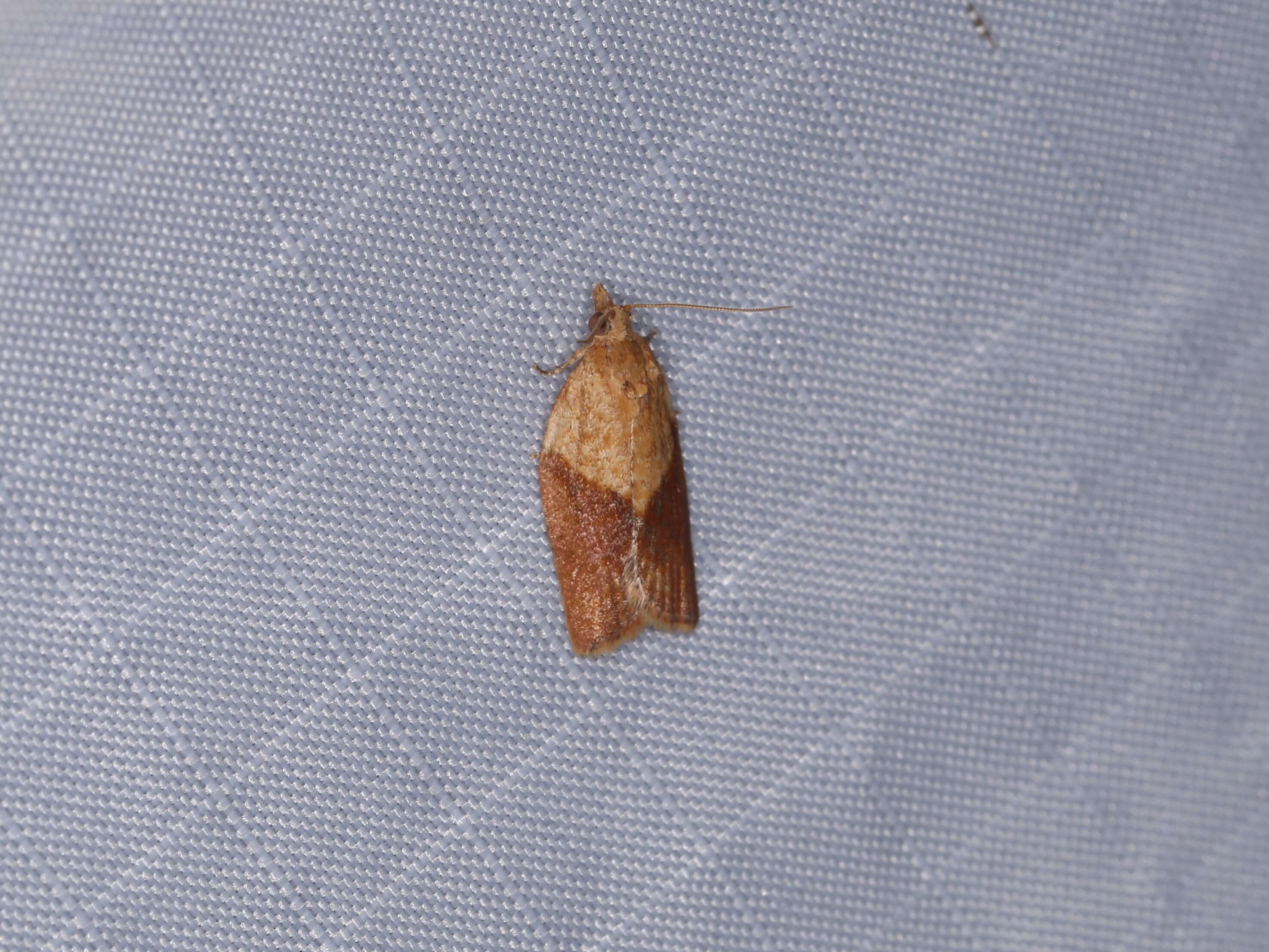 Image of Light brown apple moth