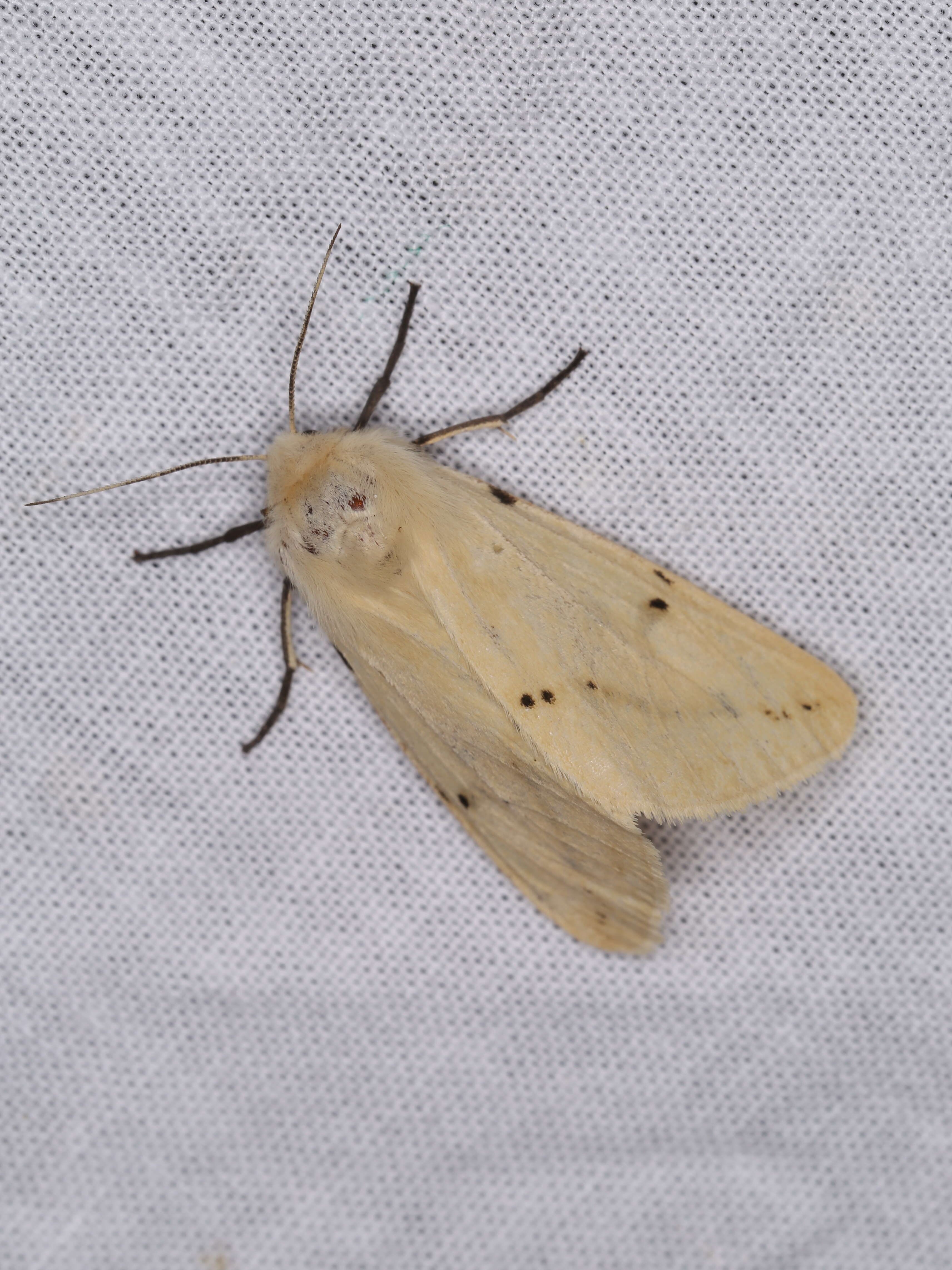 Image of Spilosoma lutea Hüfnagel 1766