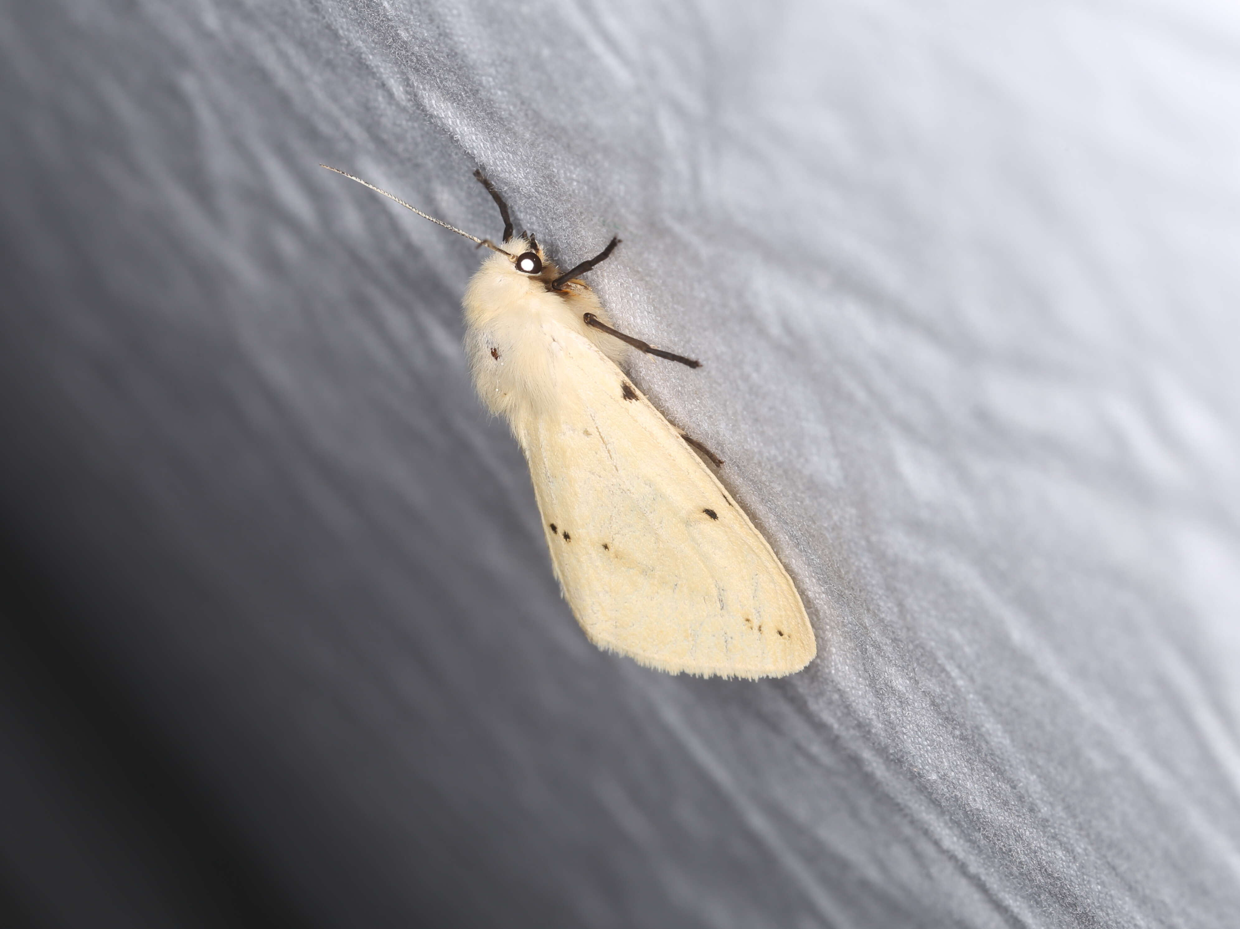 Image of Spilosoma lutea Hüfnagel 1766