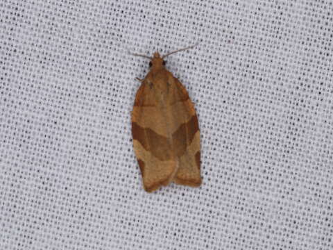 Image of barred fruit-tree tortrix