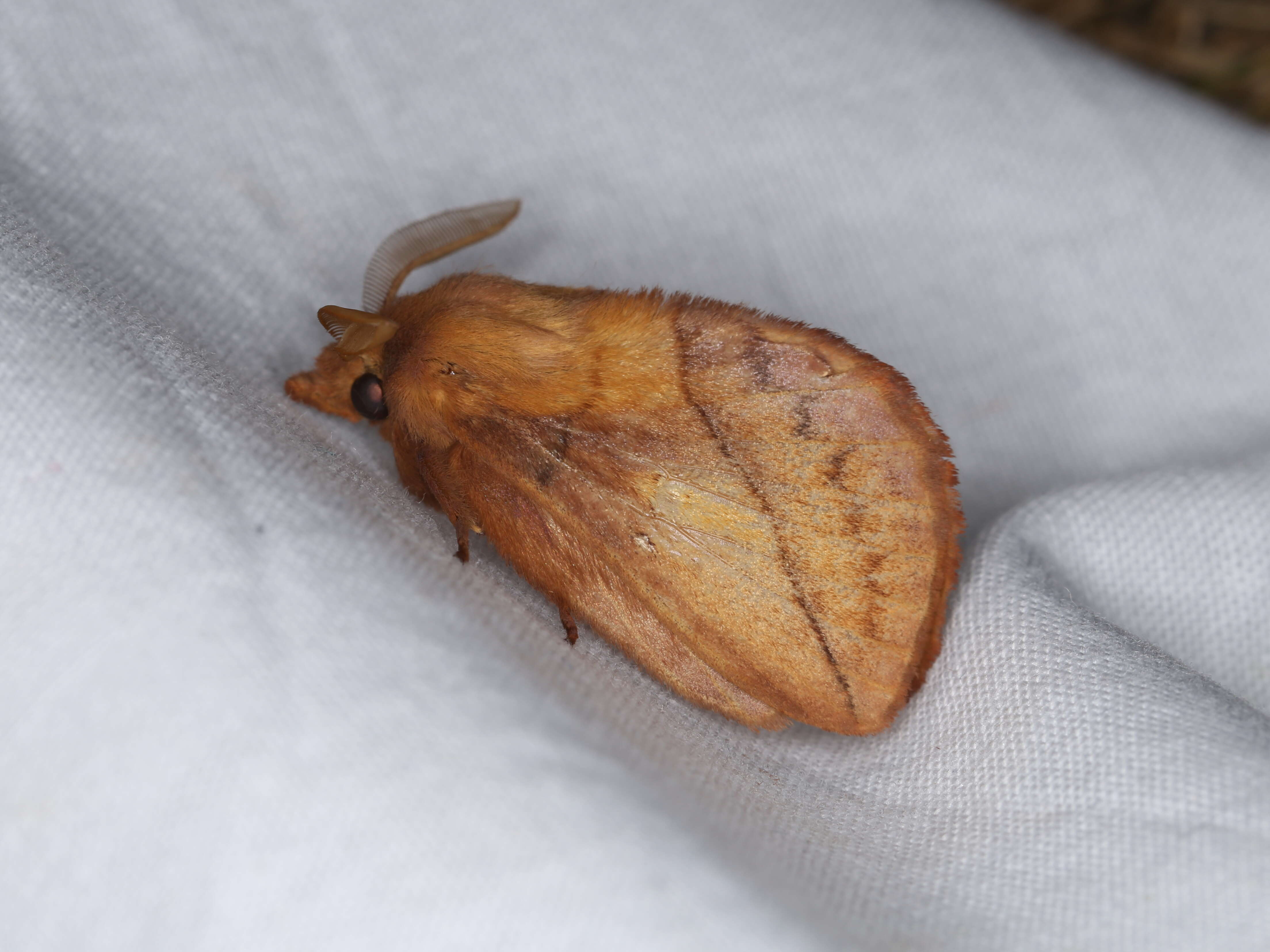 Слика од Euthrix potatoria Linnaeus 1758